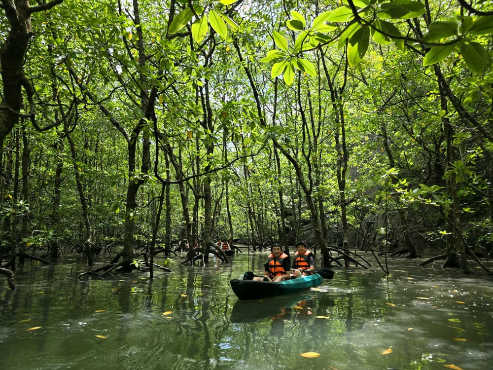 Our Customer Experience: Mangrove Kayaking