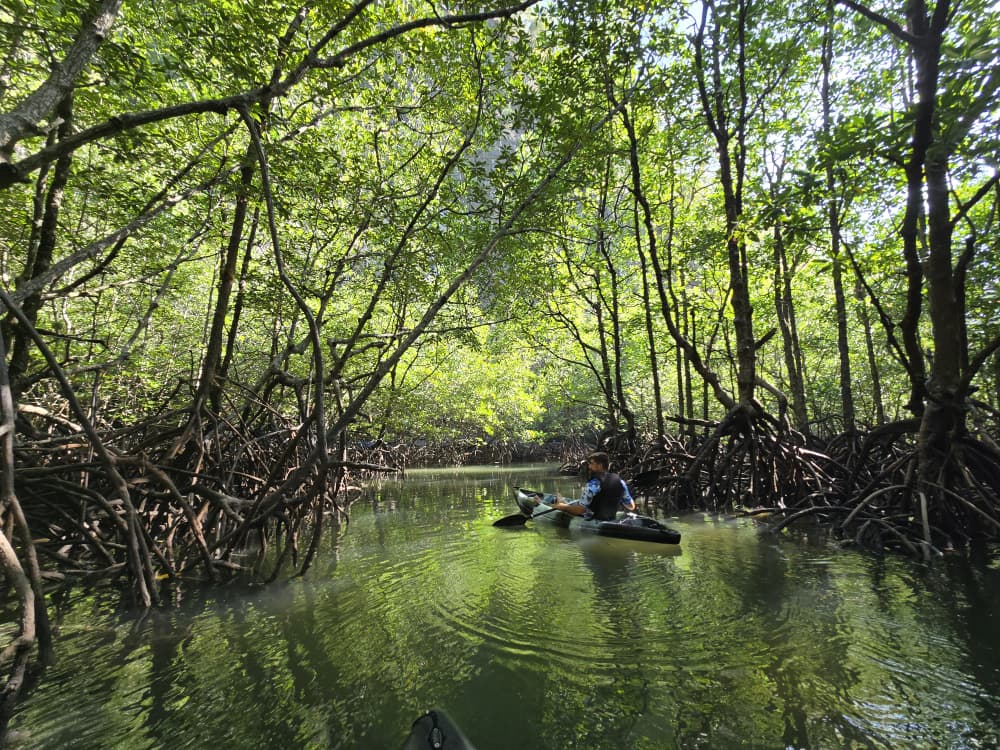 Our Customer Experience: Mangrove Kayaking