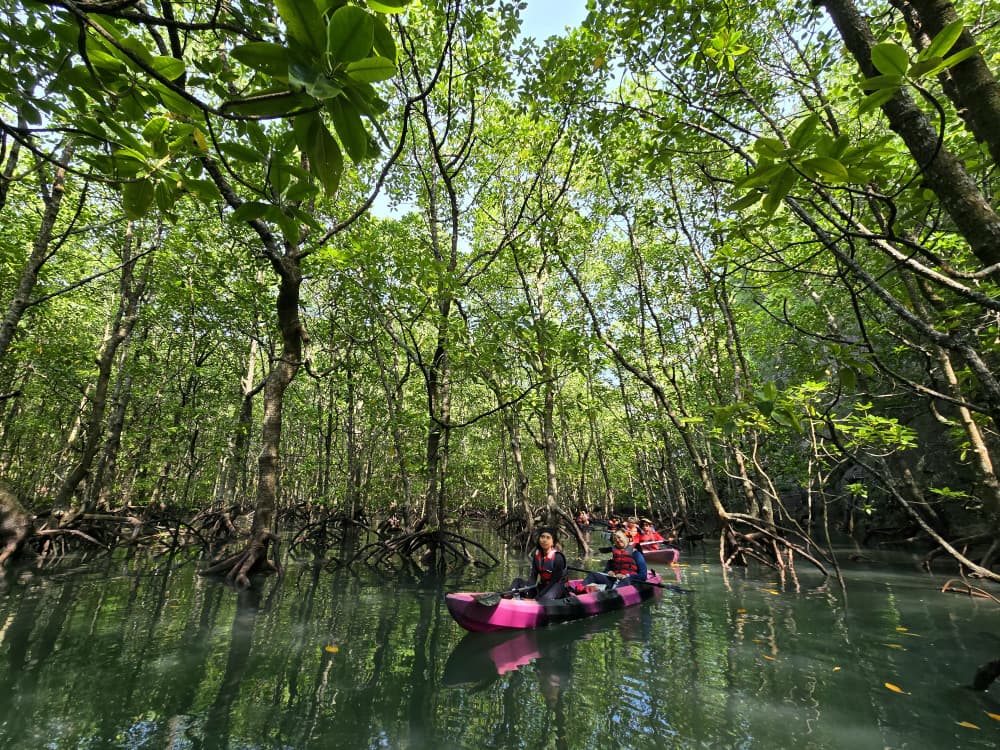 Our Customer Experience: Mangrove Kayaking